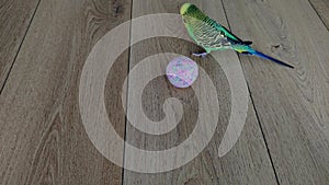 Adorable budgerigar playing with a ball on the floor