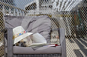 An adorable bulldog dog lies under the bright sun in a wicker chair relaxing on a hot summer day.