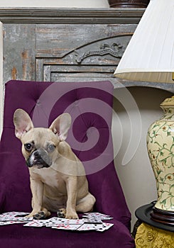 An adorable bulldog dog sits in a cozy chair in the living room frustratedly looking at the camera and playing cards.