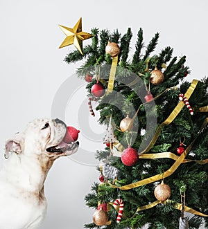 Adorable Bulldog puppy standing next to a Christmas tree