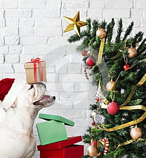 Adorable Bulldog puppy standing next to a Christmas tree