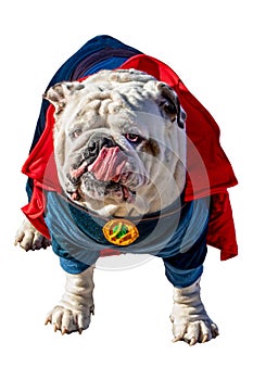 Adorable Bulldog in Superhero Halloween costume licking his nose with tongue