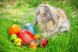 Adorable bunny and Easter eggs