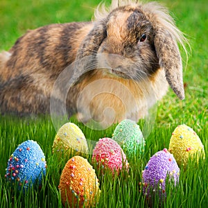 Adorable bunny and Easter eggs