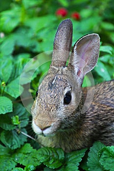 Adorable Bunny Face in Strawberry Patch Sylvilagus floridanus photo