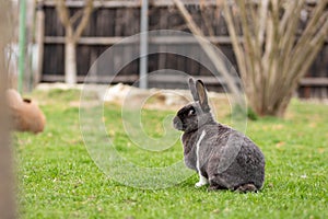 Adorable bunny perched on a grassy patch next to a wooden fence, enjoying a peaceful moment