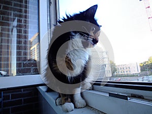 Adorable calico cat looking out window