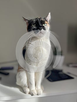 Adorable Calico Cat Sitting on a White Table Looking at the Camera