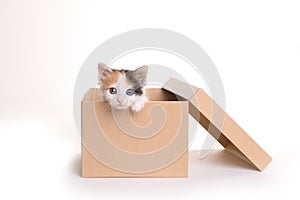 Adorable Calico Kitten in a Box on a White Background