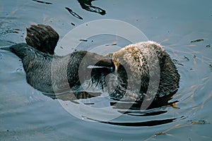 Adorable California Pacific Sea Otter grooming and swimming in the kelp in Monterey, CA