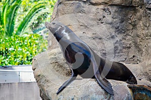 Adorable Californian Sea Lion show sitting on the rock.