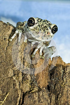 Adorable cameroon big eyed tree frog portrait