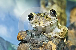 Adorable cameroon big eyed tree frog portrait