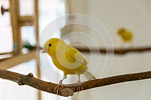 Adorable Canary Bird: A Charming Companion