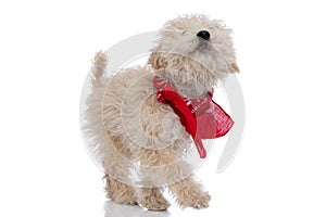 Adorable caniche dog looking up, wearing a red bandana