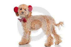 Adorable caniche dog posing with his red headphones photo
