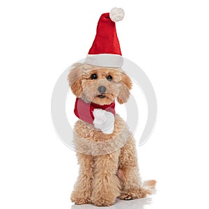 Adorable caniche dog wearing christmas hat and scarf photo