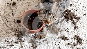 Adorable cat amidst scattered potting soil from a plant pot on the white carpet. A funny kitten creating a mess. Concept