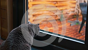 Adorable Cat Awaits Owner by Window. Watch the charming cat's anticipation as it gazes out, waiting for its owner