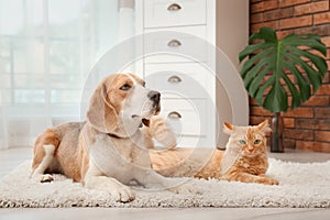 Adorable cat and dog lying on rug at home