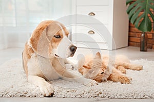 Adorable cat and dog lying on rug at home