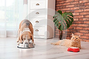 Adorable cat and dog near bowls at home