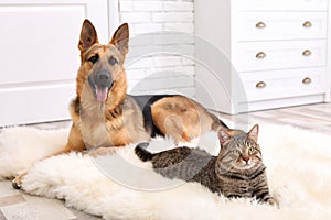 Adorable cat and dog resting together