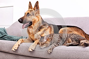 Adorable cat and dog resting together