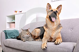 Adorable cat and dog resting together