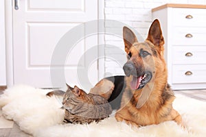 Adorable cat and dog resting together on fuzzy rug