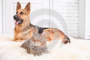 Adorable cat and dog resting together