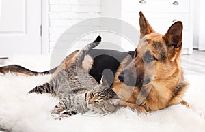 Adorable cat and dog resting together