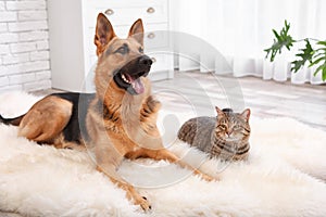 Adorable cat and dog resting together on fuzzy rug