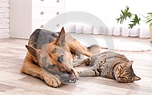 Adorable cat and dog resting together at home.