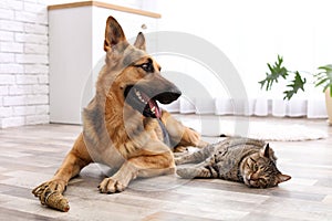 Adorable cat and dog resting together at home