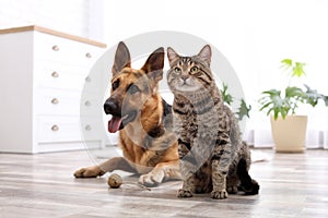 Adorable cat and dog resting together at home