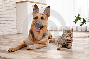 Adorable cat and dog resting together at home