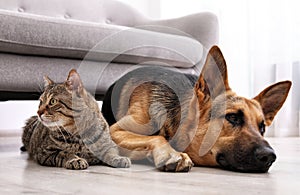 Adorable cat and dog resting together near sofa