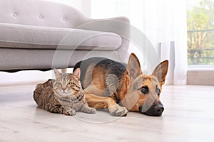 Adorable cat and dog resting together near sofa indoor