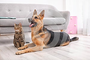 Adorable cat and dog resting together near sofa indoors.