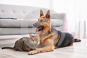 Adorable cat and dog resting together near sofa indoors