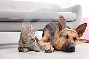 Adorable cat and dog resting together near sofa indoors.