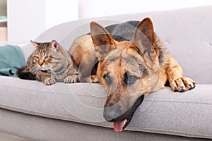 Adorable cat and dog resting together on sofa indoors