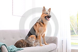 Adorable cat and dog resting together on sofa indoors