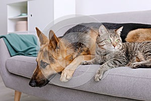 Adorable cat and dog resting together on sofa indoors