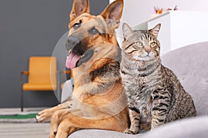 Rozkošný mačka a pes odpočíva spoločne na pohovka vnútri 