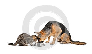 Adorable cat and dog sharing bowl of food photo