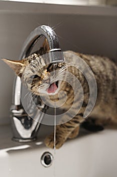Adorable cat drinking from a faucet