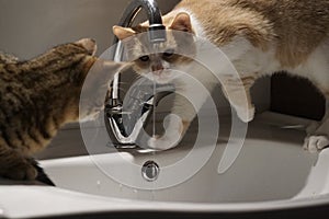 Adorable cat drinking from a faucet