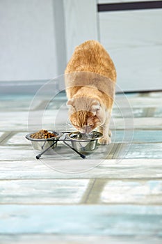 Adorable cat drinking water in metal bowl near dry crunch food indoors at home. Pet care concept